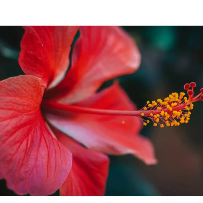 Λάδι σώματος για ξηρό δέρμα με άνθη ιβίσκου 125ml -seamuse- - Image 7